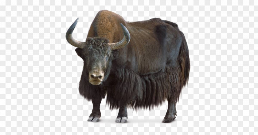 Domestic Yak Wild Image Cattle PNG