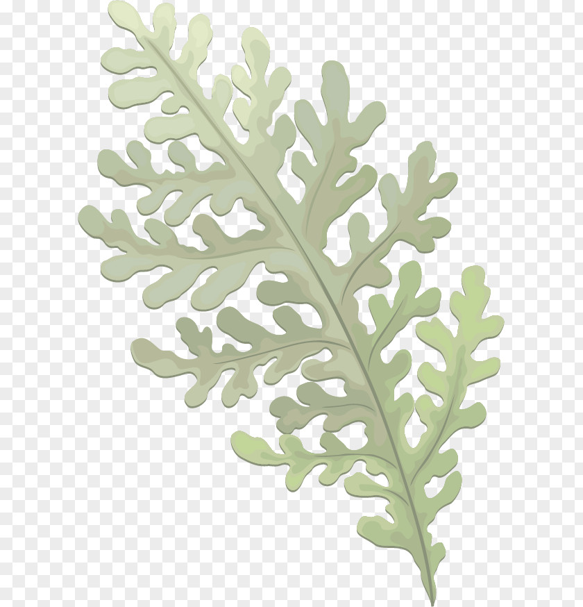 Evergreen Leaves Vector Pine Euclidean PNG