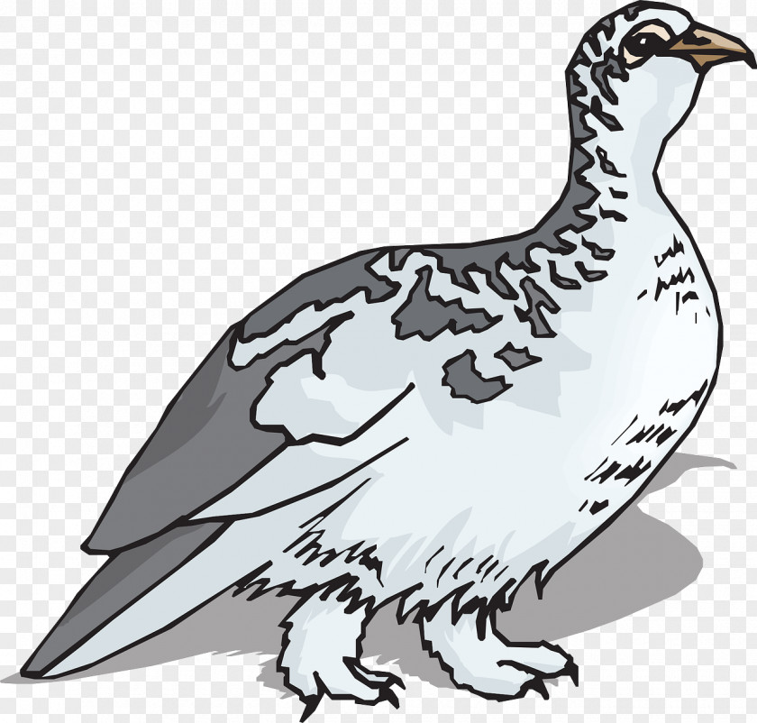 Gray Goose Bird Rock Ptarmigan Clip Art PNG