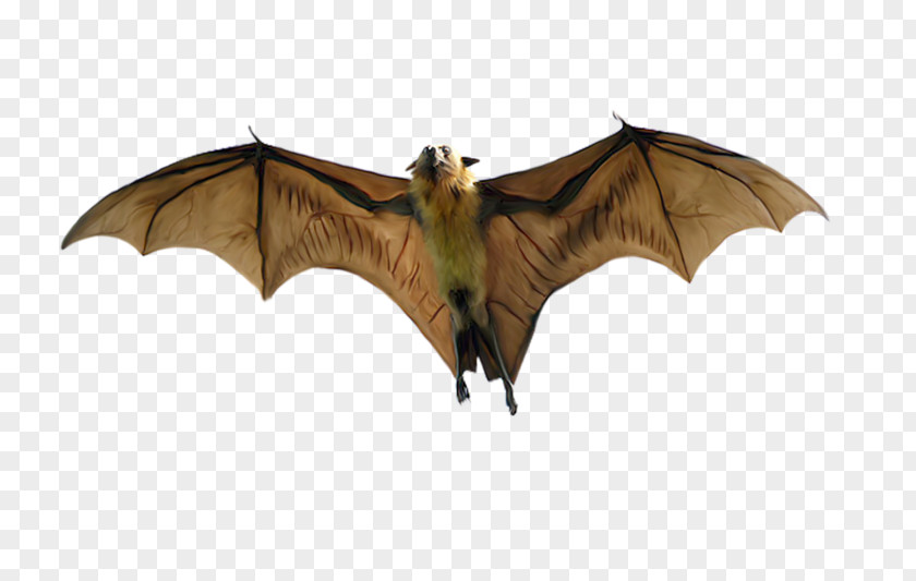 Hand-painted Bat Indian Flying Fox Large Black Megabat PNG