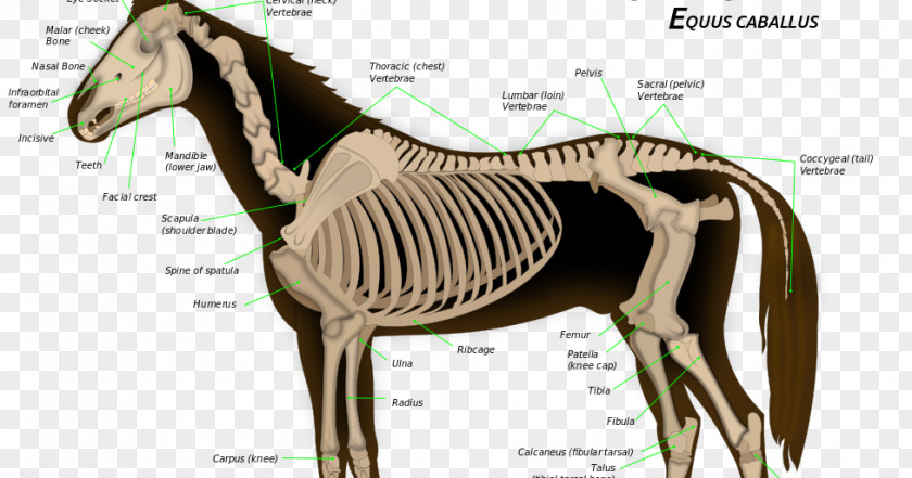 Horse Skeletal System Of The Equine Anatomy Skeleton PNG