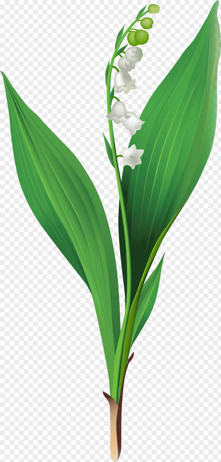 Lily Of The Valley Cut Flowers Clip Art PNG