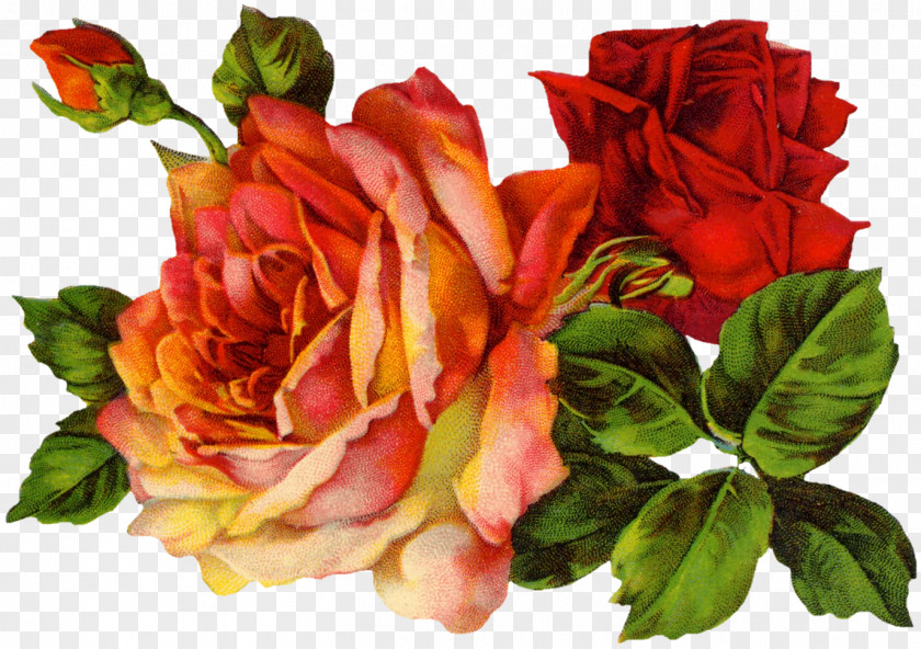 Rose Vintage Roses: Beautiful Varieties For Home And Garden Clothing Clip Art PNG
