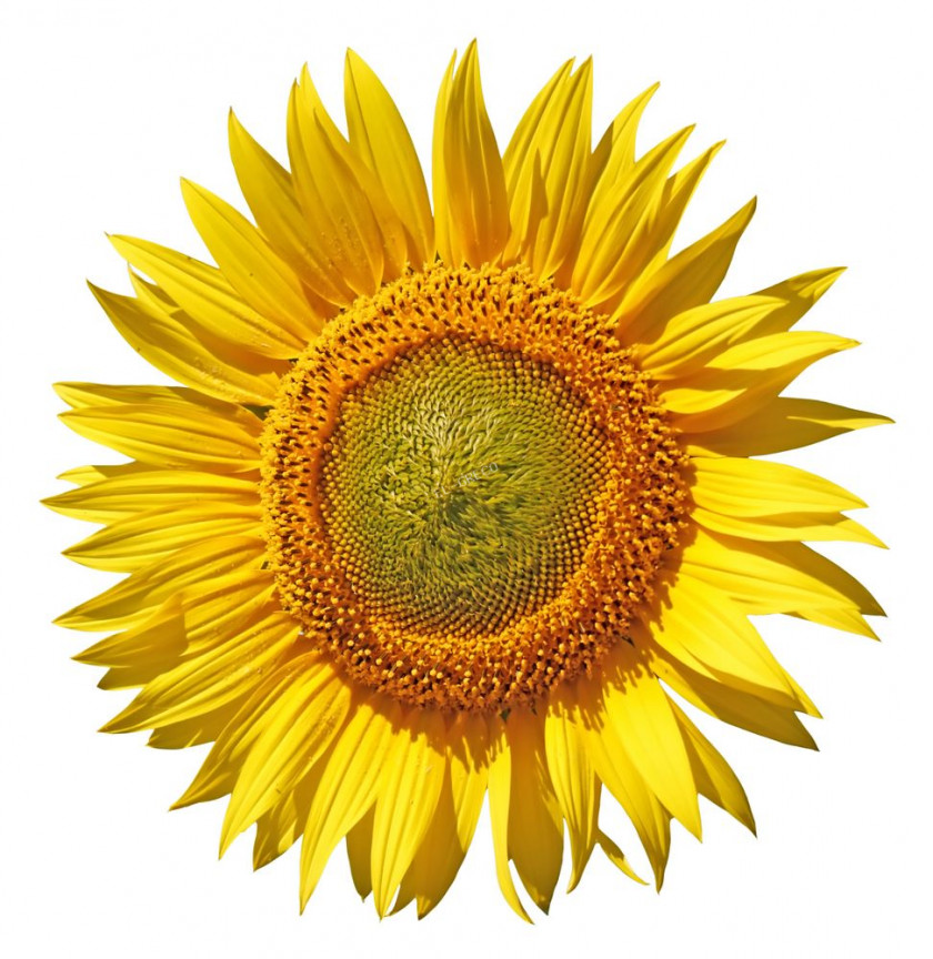 Sunflower Common Seed Clip Art PNG