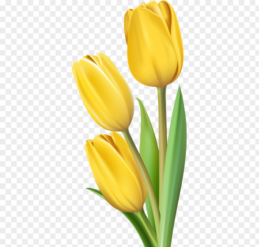 Yellow Tulips Tulip Flower Clip Art PNG