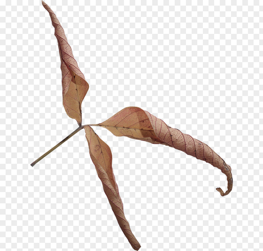 Autumn Leaf PNG