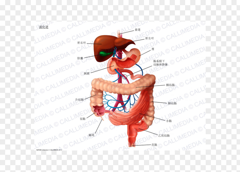 Digestive Tract Digestion Human System Gastrointestinal Anatomy PNG