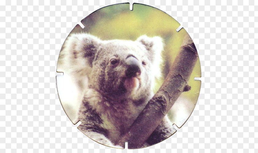 Koala Marsupial Mammal Animal Snout PNG