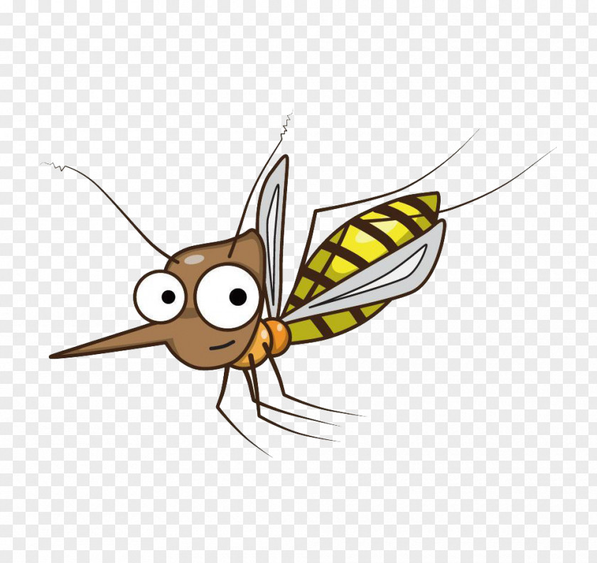 Mosquito Butterfly Insect Biological Life Cycle Larva PNG