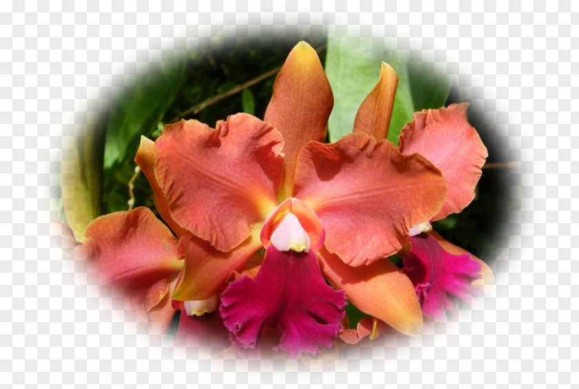 Orchidee Cattleya Orchids Moth Cut Flowers Petal PNG
