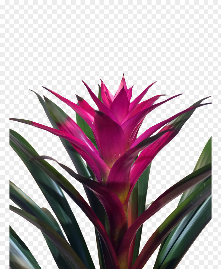 Plant Bromelia Succulent Guzmania Tillandsia PNG