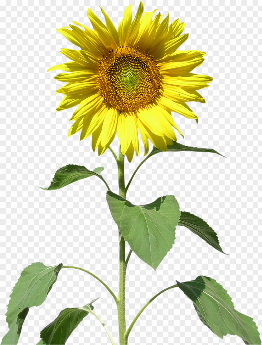 Sunflower Common Sunflowers Clip Art PNG