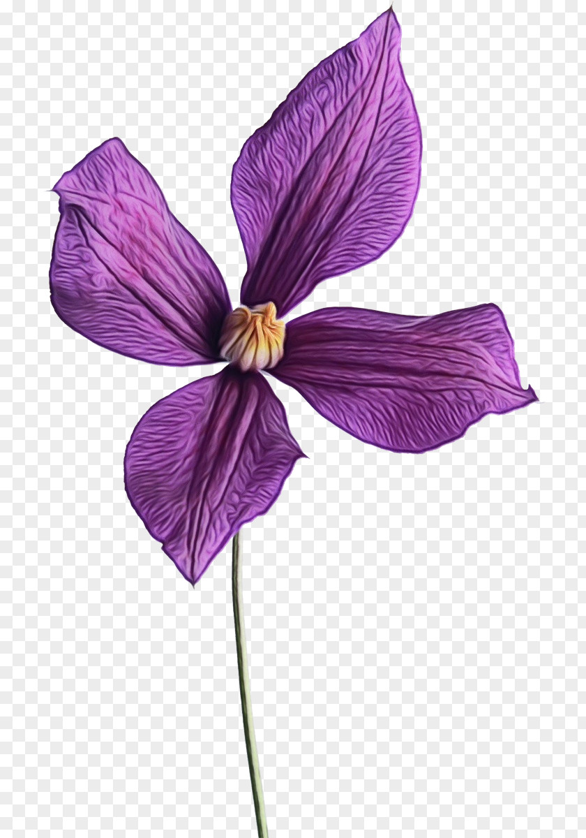 Iris Viola Flower Petal Violet Purple Plant PNG