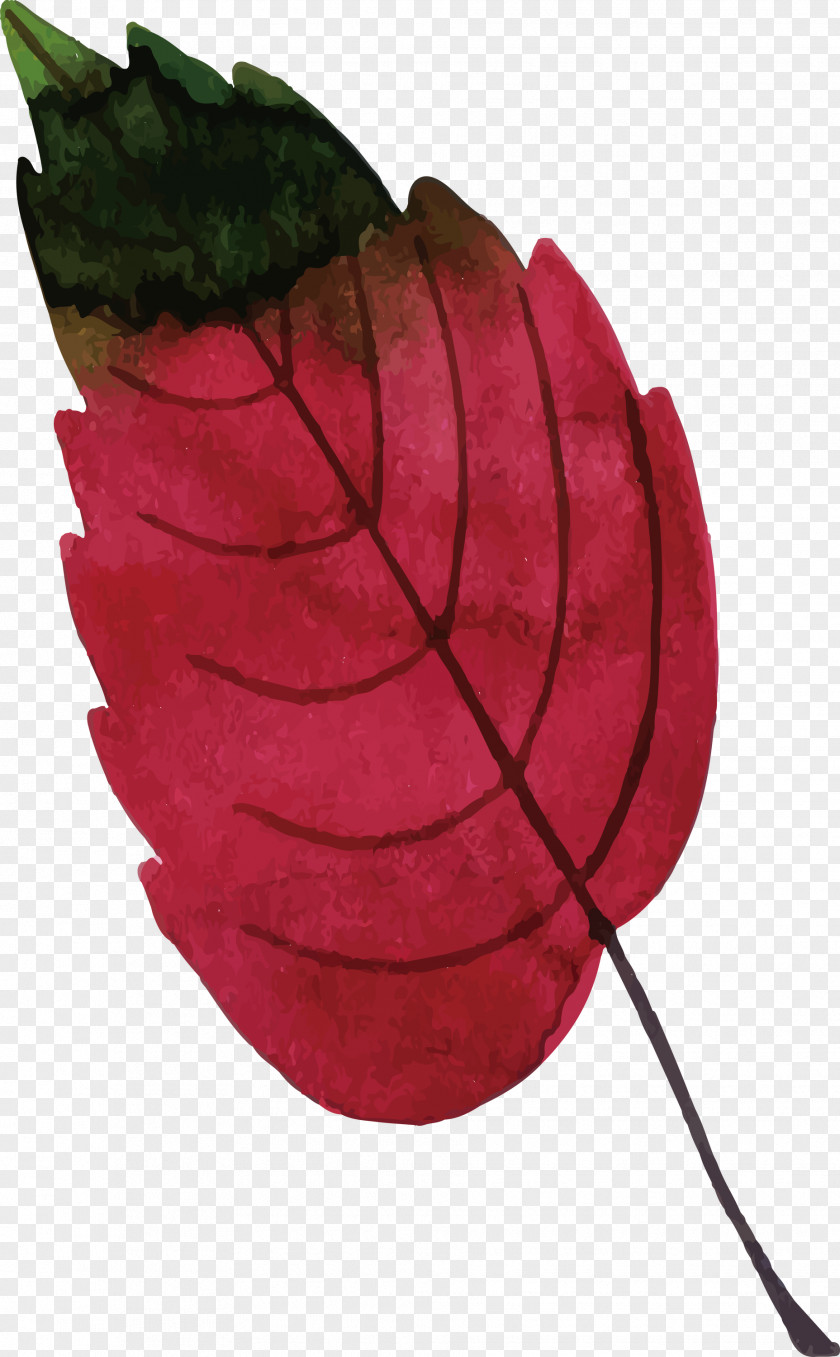 Leaf Fruit Biology Plant Structure Science PNG