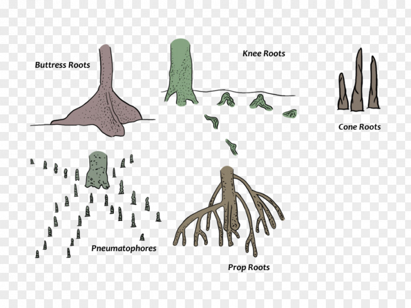 Plant Organism Tree Root PNG