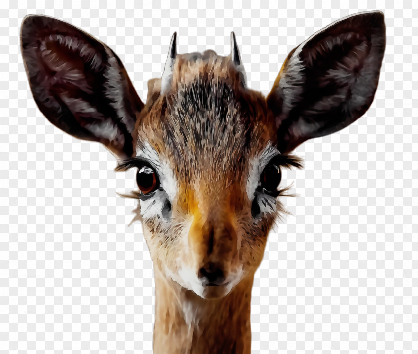 Roe Deer Horn Watercolor Animal PNG