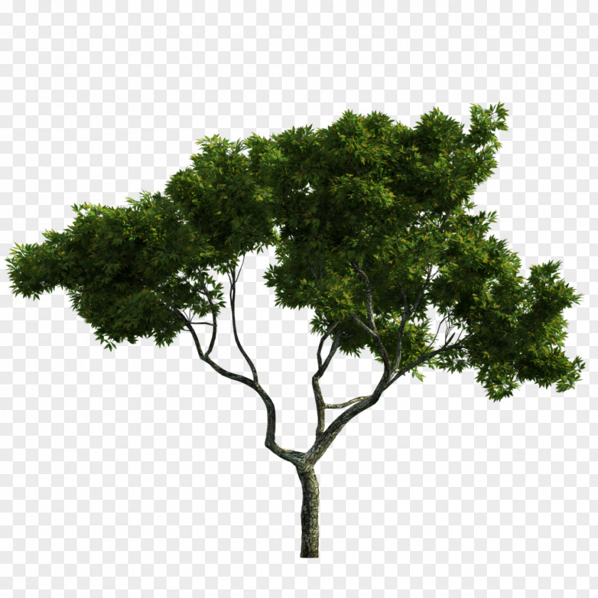 Tree Trunk Raster Graphics Ecological Design PNG