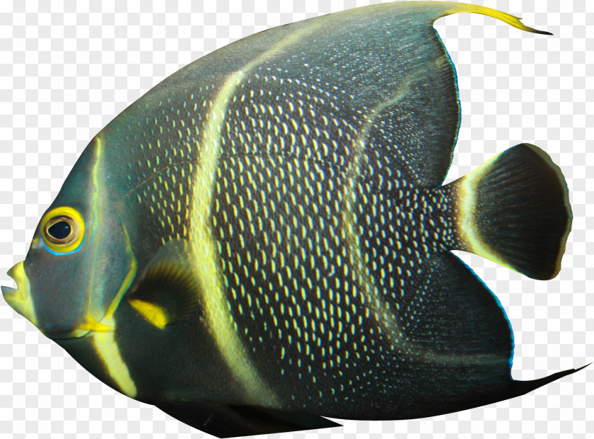 Bonyfish Butterflyfish Rock Cartoon PNG
