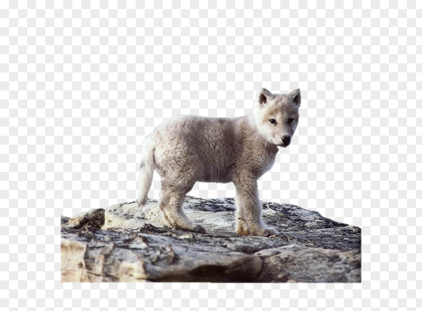 Dog Alaskan Tundra Wolf Coyote Puppy Animal PNG