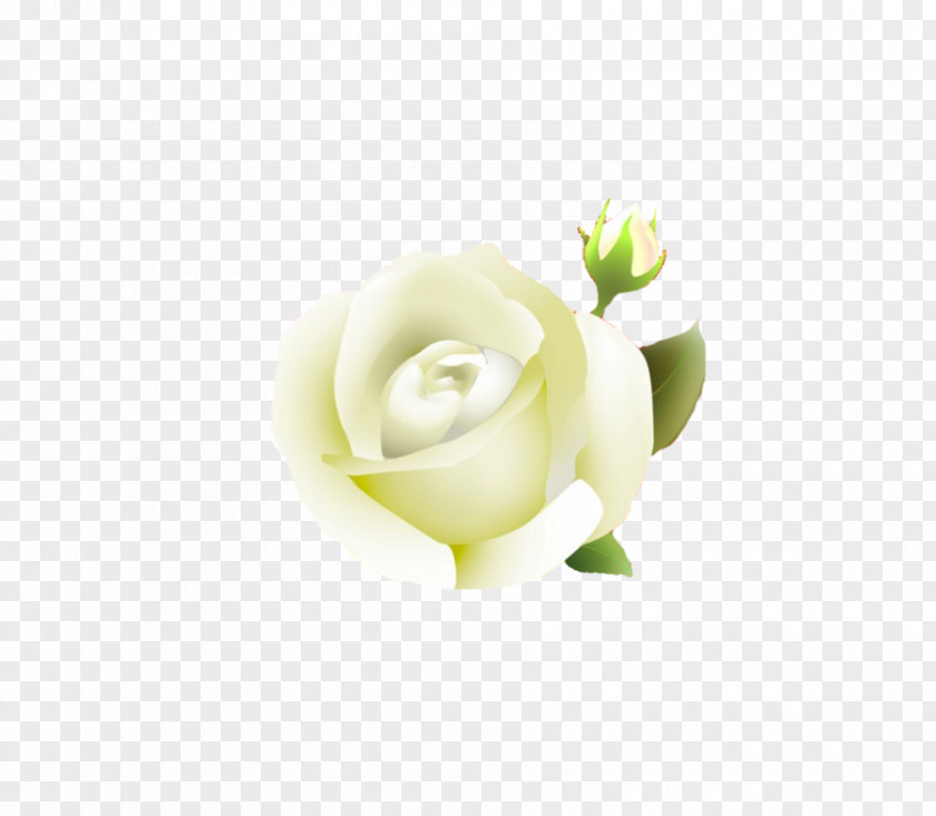 White Rose Clipart Clip Art PNG
