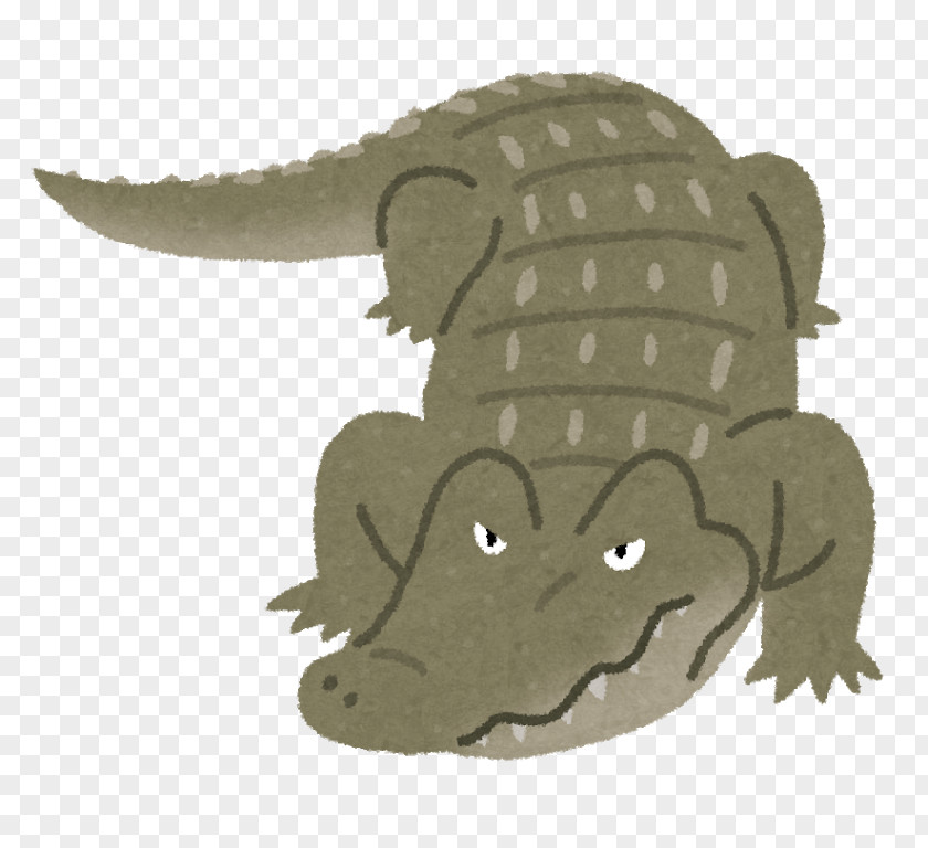 Crocodile Florida Person 体長 Child Crocodiles PNG