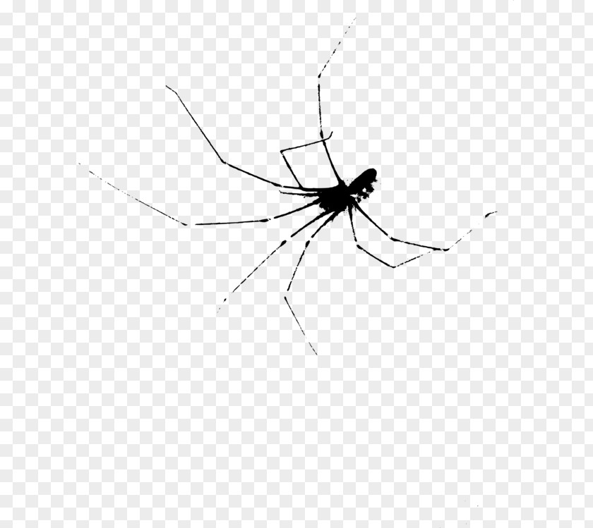 Monochrome Harvestmen Spiders Cartoon PNG