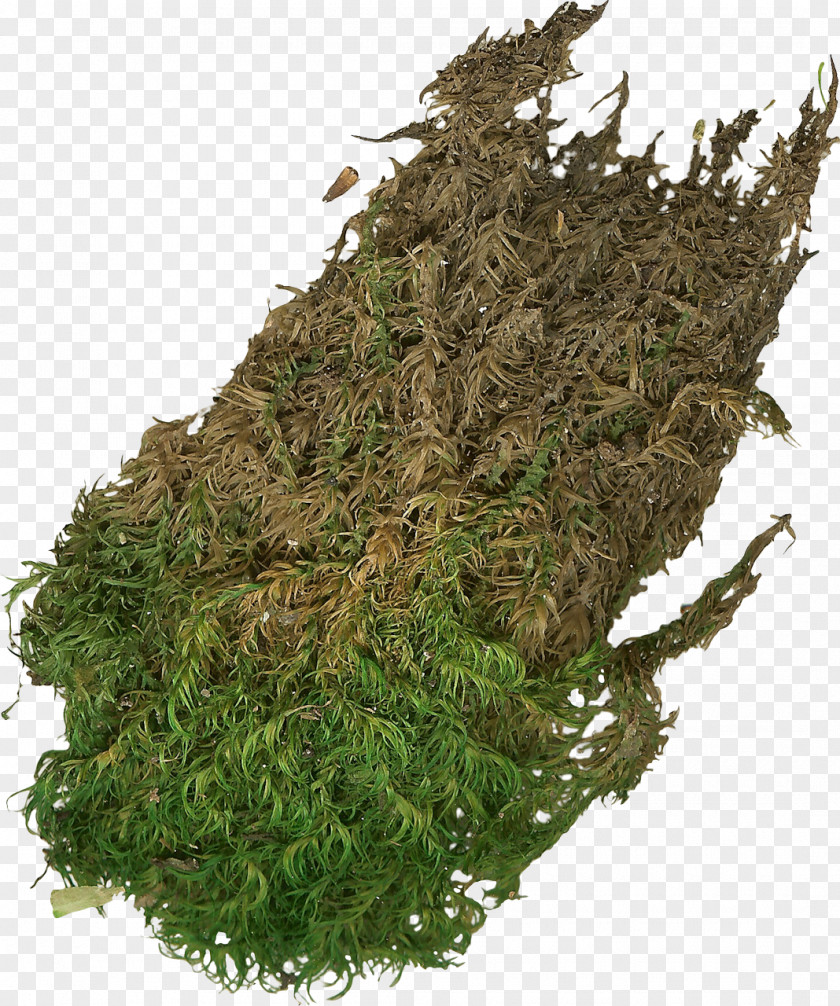 Plant Weed PNG