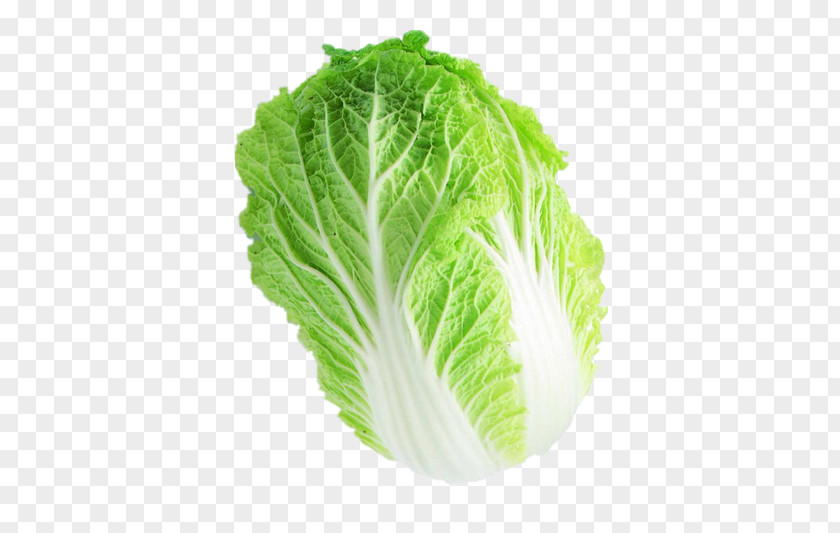 Vegetable Romaine Lettuce Capitata Group Chinese Cabbage Napa PNG