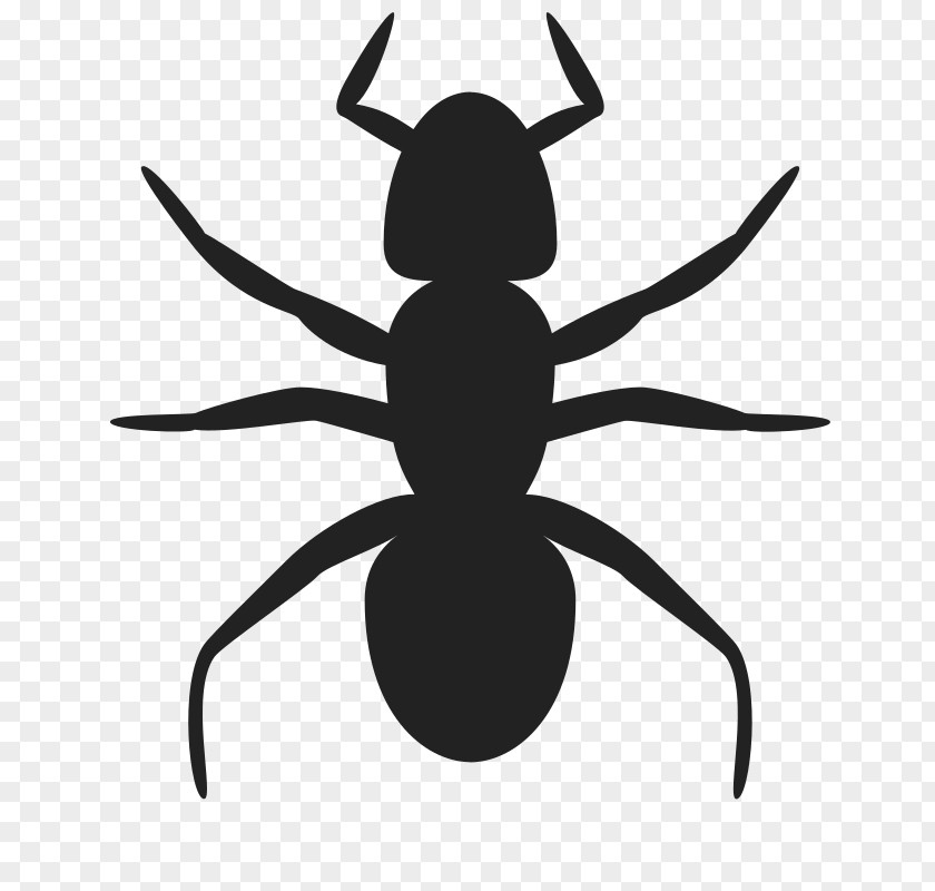 Ants Ant Clip Art PNG