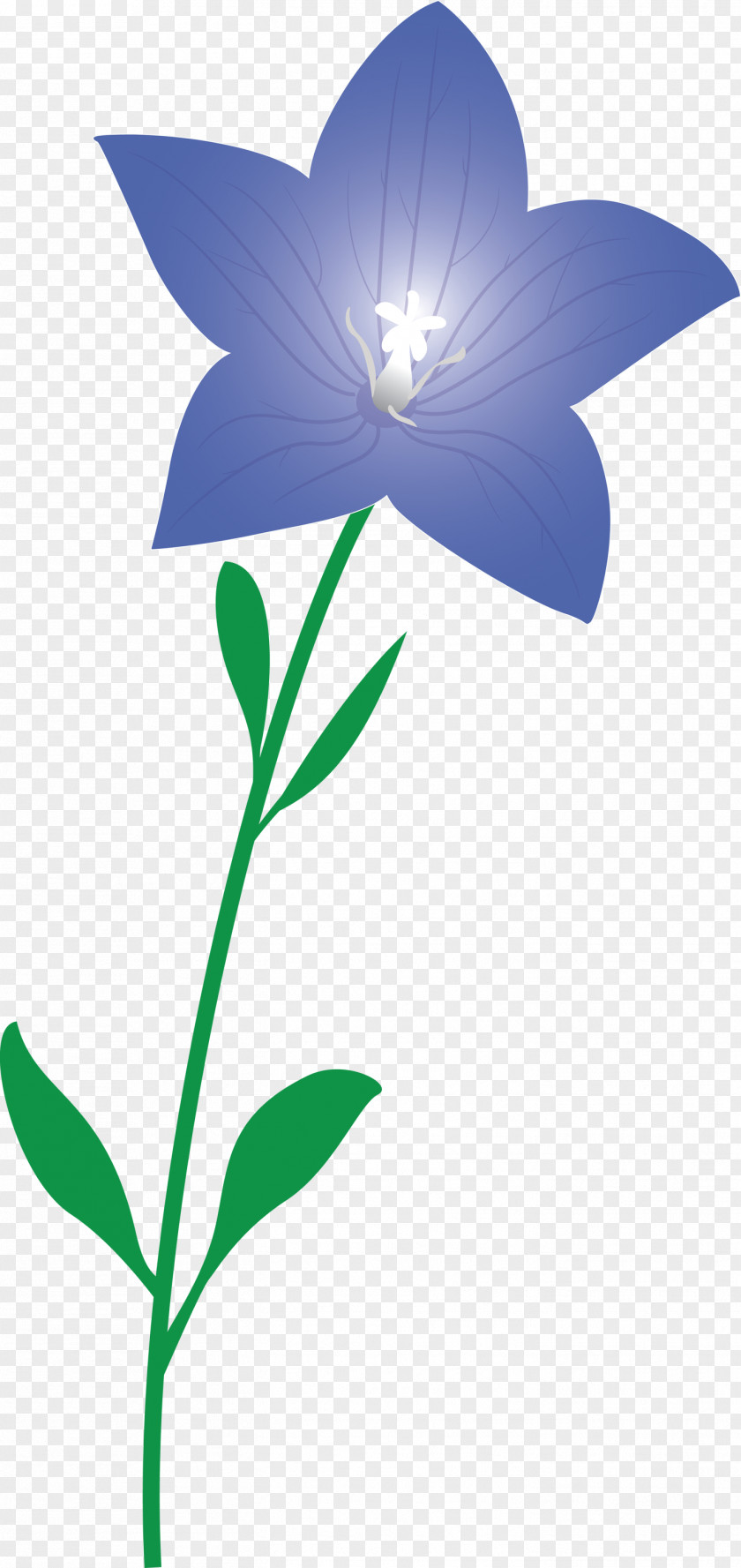 Balloon Flower PNG