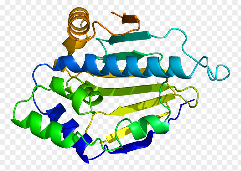 Heat Shock Protein 90kDa Alpha (cytosolic), Member A1 HSP90AB1 PNG