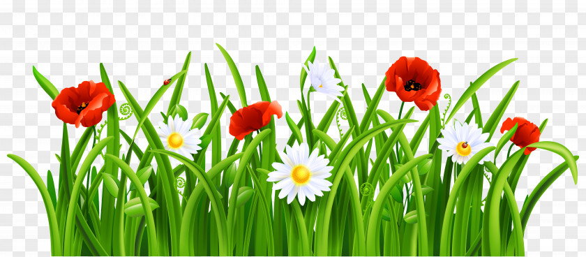 Poppies And Daisies With Grass Clipart Picture Flower Lawn Clip Art PNG