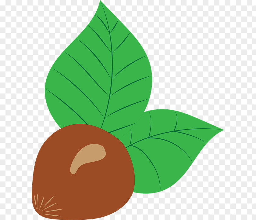 Walnut Hazelnut Common Hazel Drawing Clip Art PNG