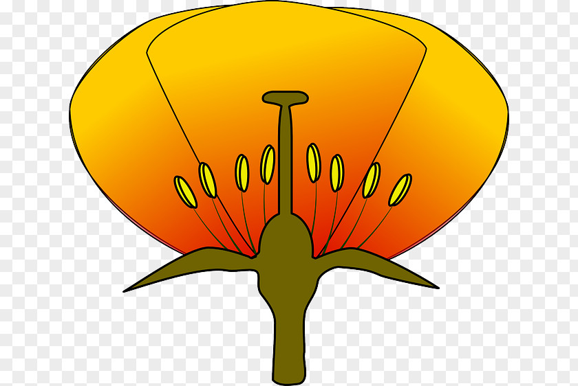 Biology Flower Diagram Clip Art PNG
