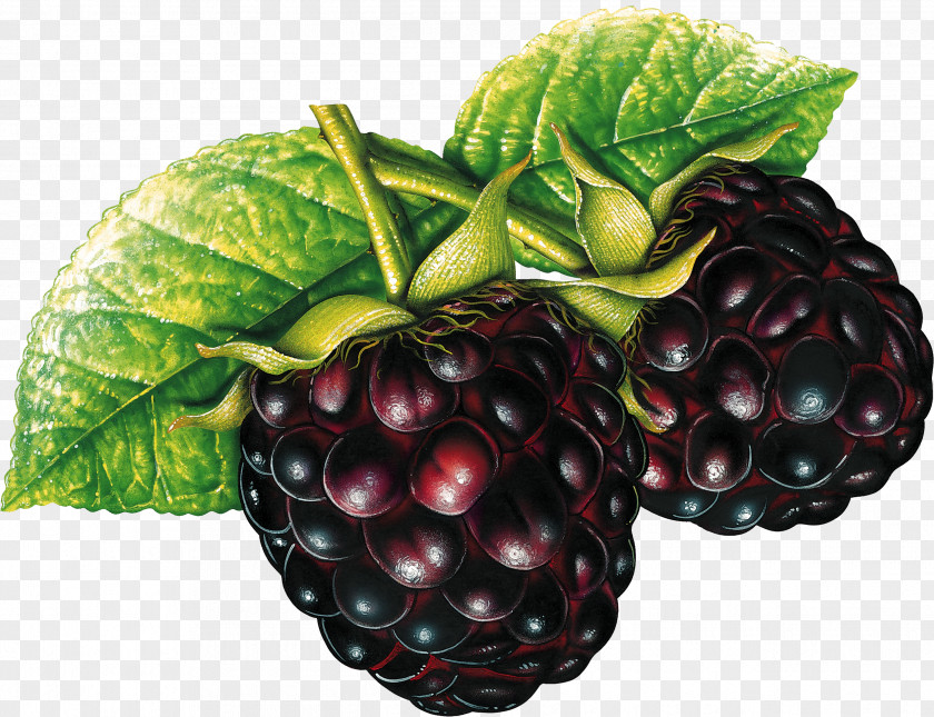 Blackberry Genetically Modified Food Organism Crops Monsanto PNG