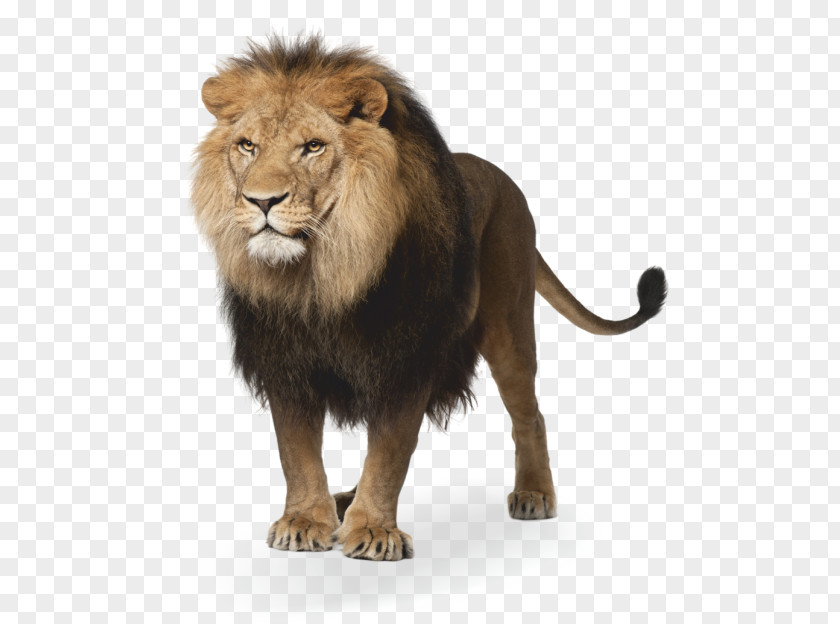 Leones Lion Image Stock Photography PNG