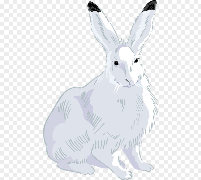 Washing Bunny Clip Art Openclipart Drawing Image Photography PNG