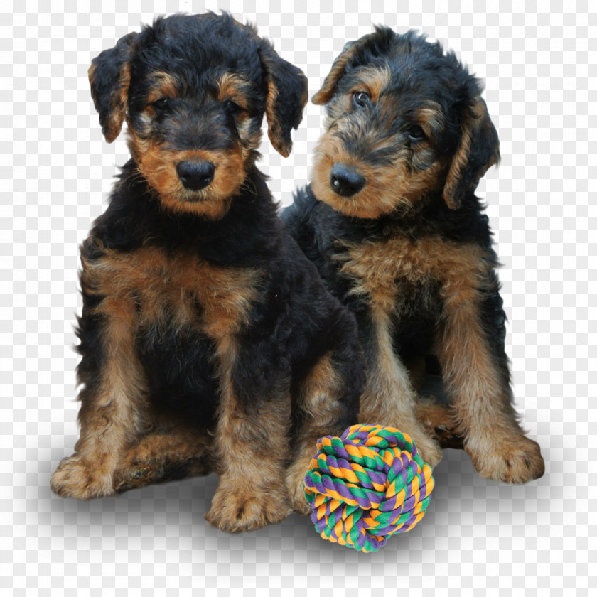 Airedale Terrier Lakeland Welsh Dog Breed Companion PNG