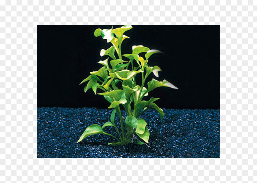 Alternanthera Bettzickiana Paronychioides Aquatic Plants PNG