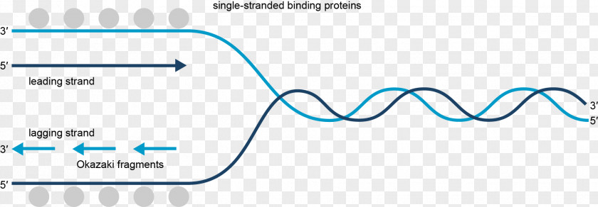 Transcription Coding Strand Biology Translation DNA Replication PNG