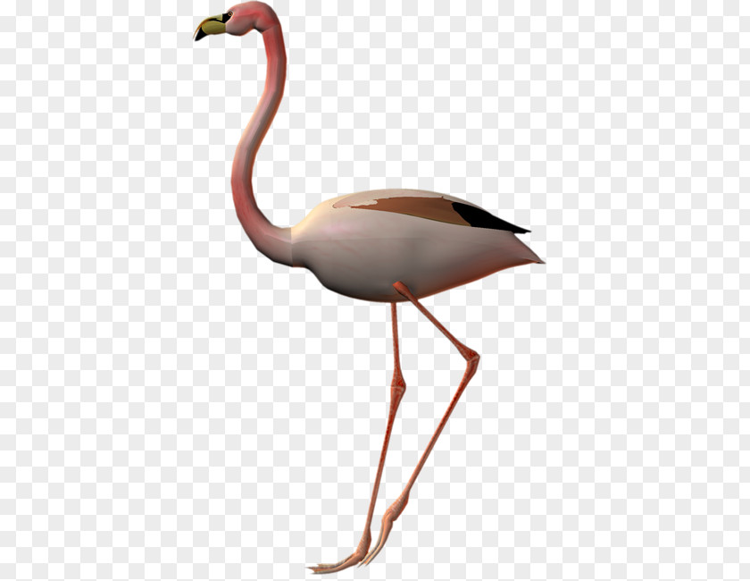 Bird Flamingos Clip Art PNG
