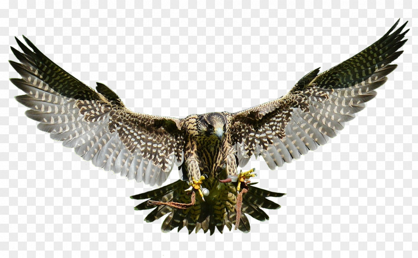Eagle Bird Of Prey Hawk Falcon PNG