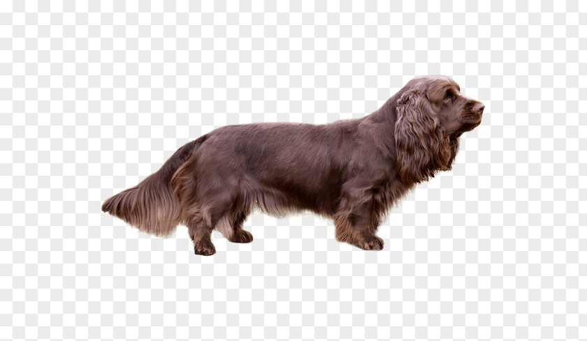 Field Spaniel Sussex Boykin English Cocker German PNG