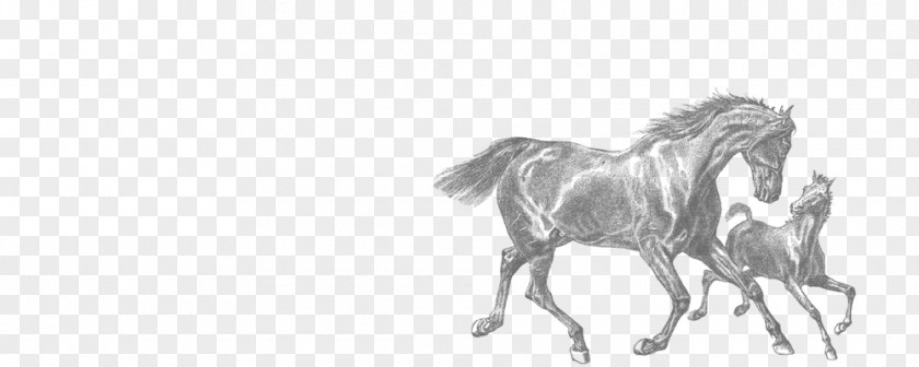 Horse Run Foal Mare Clydesdale American Quarter Clip Art PNG