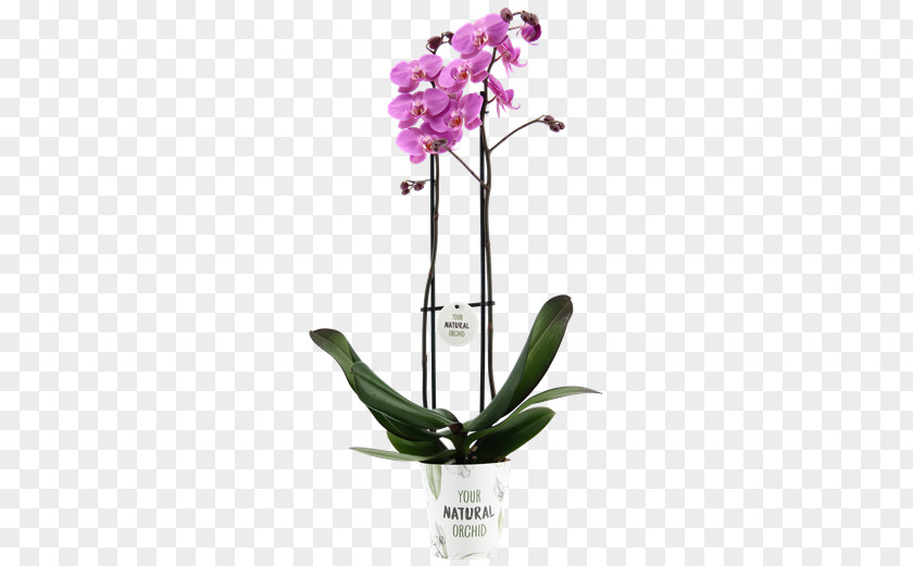 Moth Orchids Dendrobium Flora Cattleya Cut Flowers PNG
