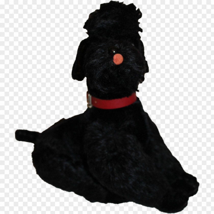 Poodle Scottish Terrier Schnoodle Black Russian Portuguese Water Dog Breed PNG