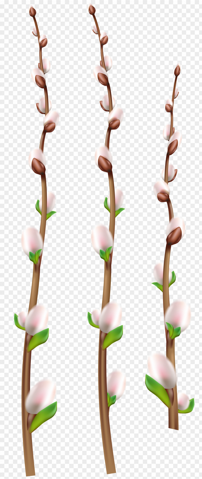 Willow Twig Clip Art PNG