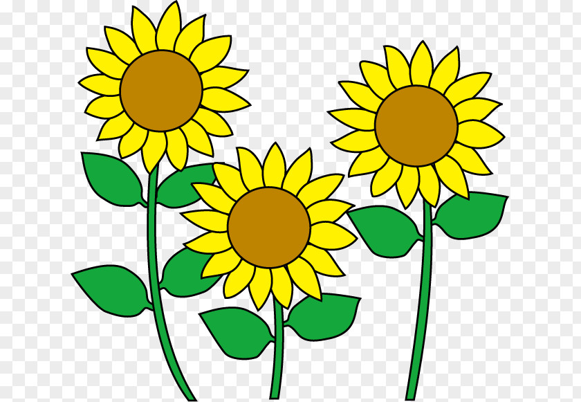 Common Sunflower Image Clip Art Vector Graphics PNG