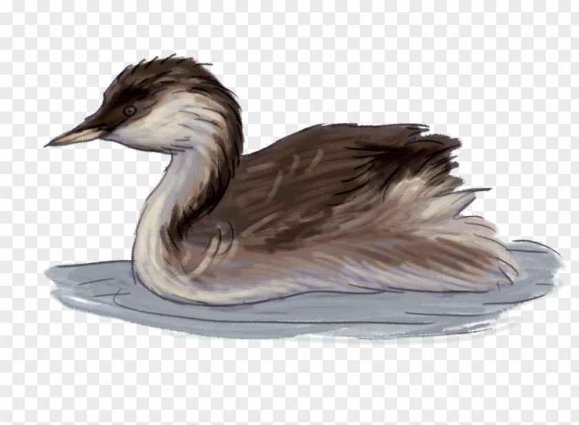 Duck Goose Bird Wetland Grebe PNG