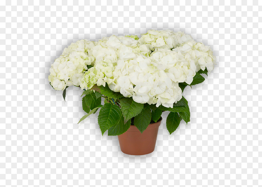 Hydrangea Cut Flowers Floral Design Plant PNG